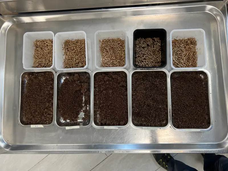 Trays of black soldier fly larvae above trays of feed on a steel lab bench at Agronutris