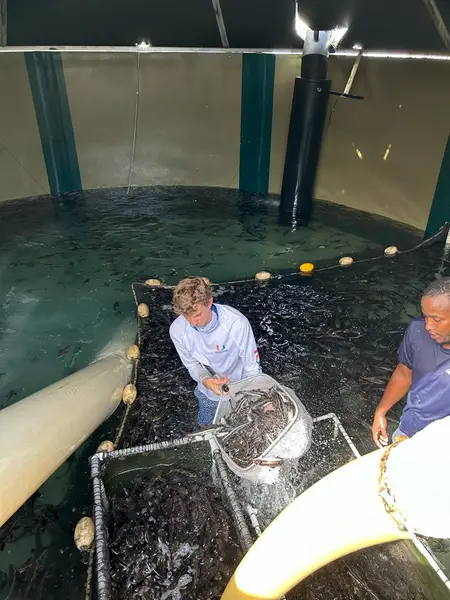 Eli netting fish in a large indoor aquaculture tank