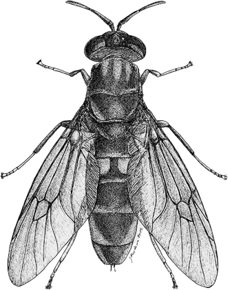 Pen and ink illustration of an adult black soldier fly, seen from above with wings spread