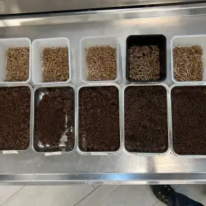 Trays of black soldier fly larvae