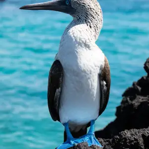 Blue-footed booby