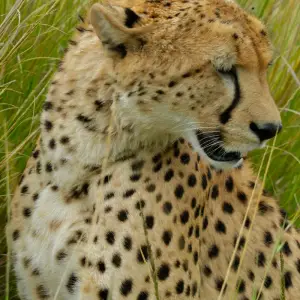 Cheetah in tall grass