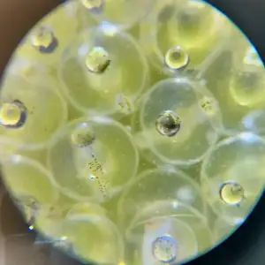 Fish eggs under a microscope