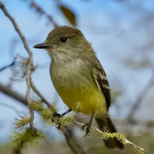 Flycatcher on a branch