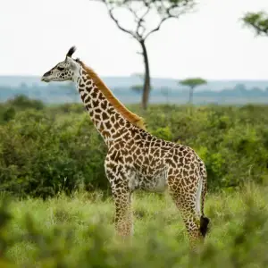 Giraffe in green brush