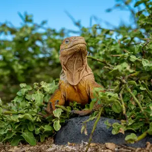 Land iguana on a rock