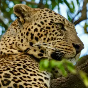 Leopard resting in a tree