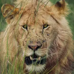 Male lion staring through tall grass