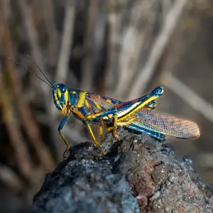 Painted locust