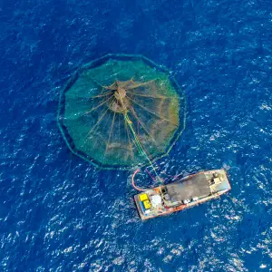 Offshore aquaculture net pen from above
