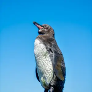 Galápagos penguin on lava rock