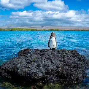galapagos 12