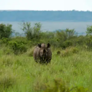 Rhino in tall grass