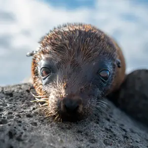 Sea lion pup