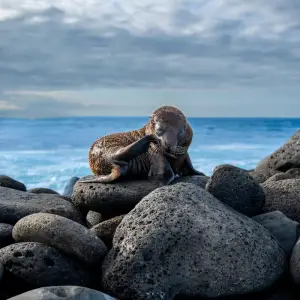 Sea lion on boulders