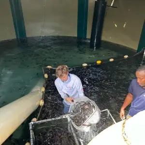 Netting fish in an aquaculture tank