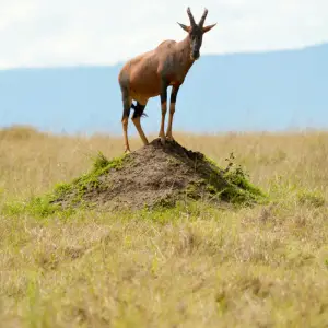 kenya 10