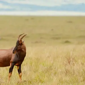 kenya 11