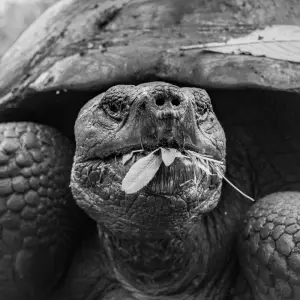 Giant tortoise chewing a leaf