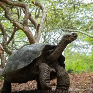 galapagos 11