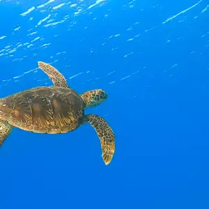 Green sea turtle