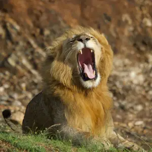 Lion mid-yawn