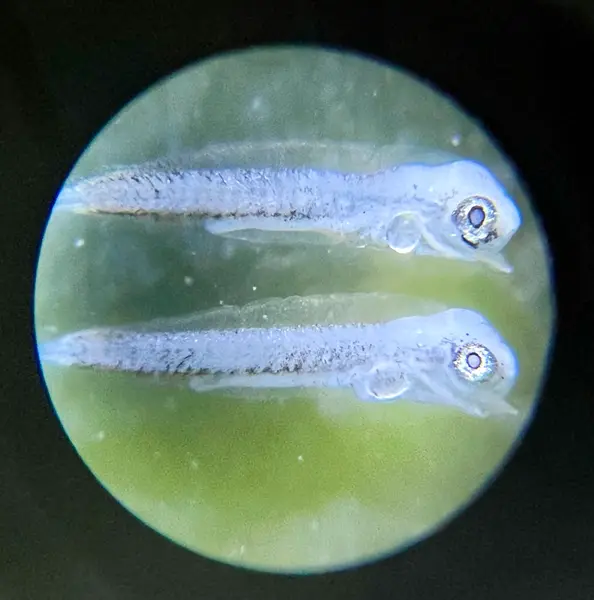 Two fish larvae seen through a microscope