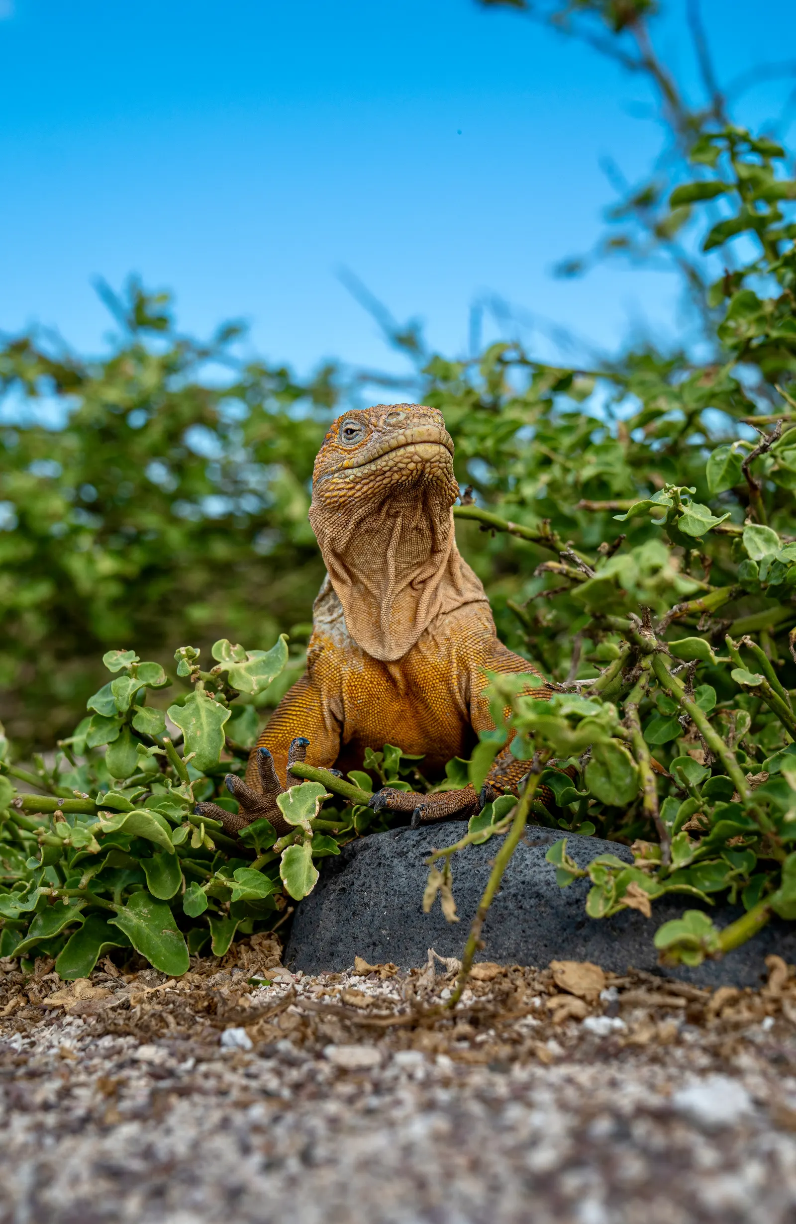 Orange land iguana sitting upright on a rock among green shrubs