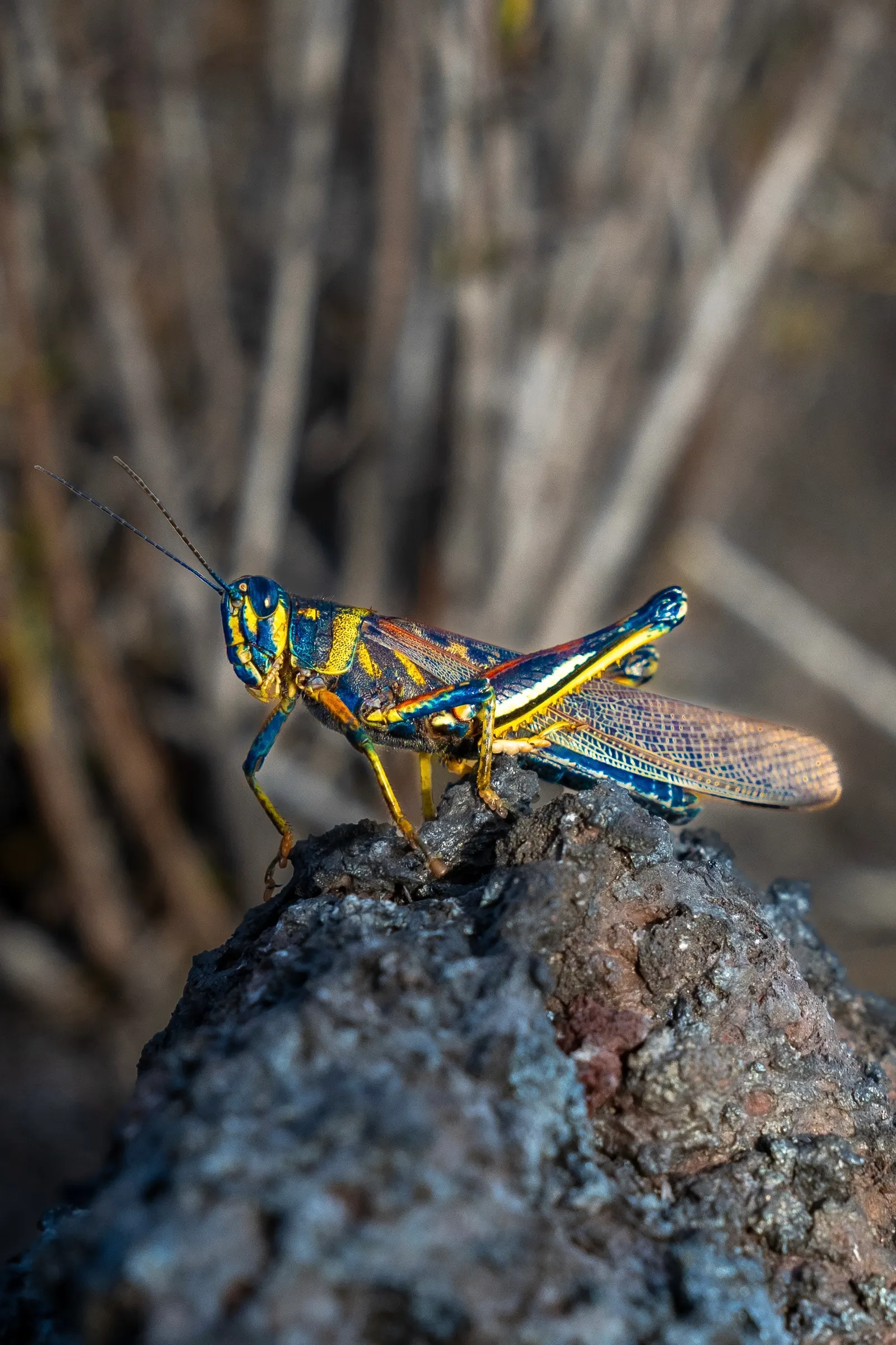 Yellow, blue and orange painted locust perched on lava rock