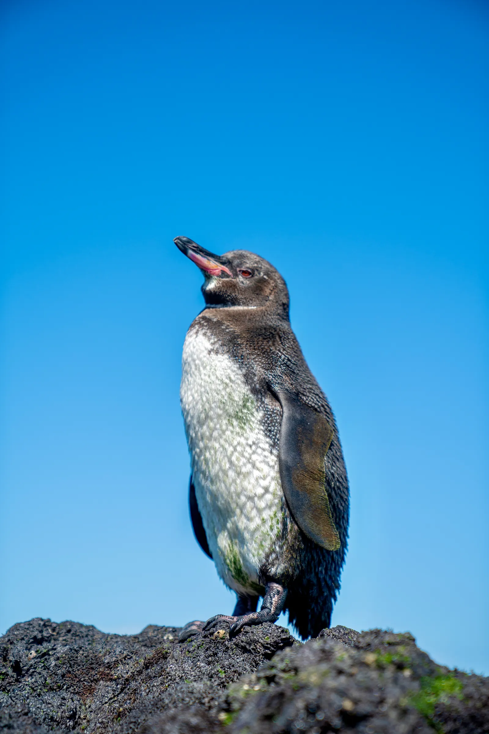 Galápagos penguin standing on black lava rock, beak raised against a blue sky