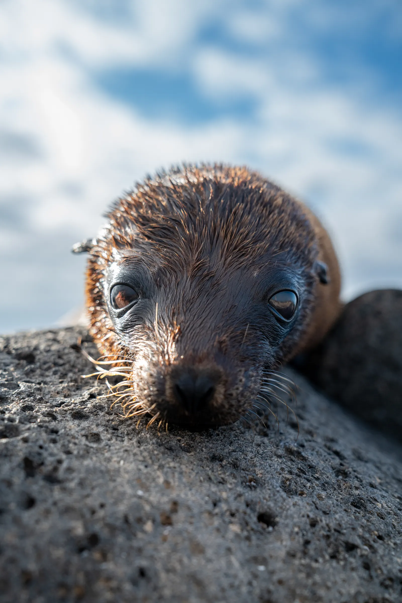 Close-up of a sea lion pup resting its chin on lava rock