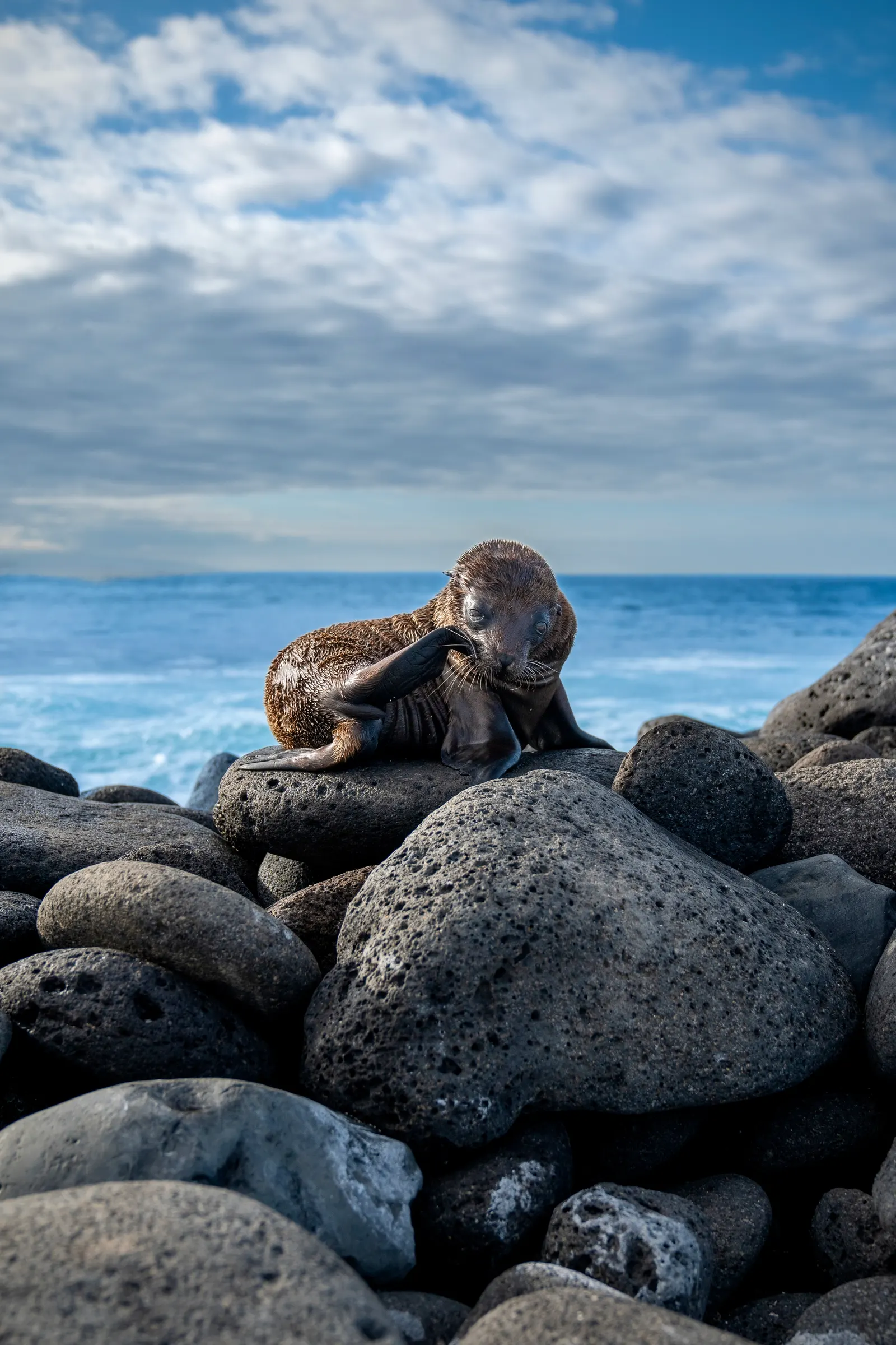 Sea lion scratching itself on a pile of black boulders by the ocean