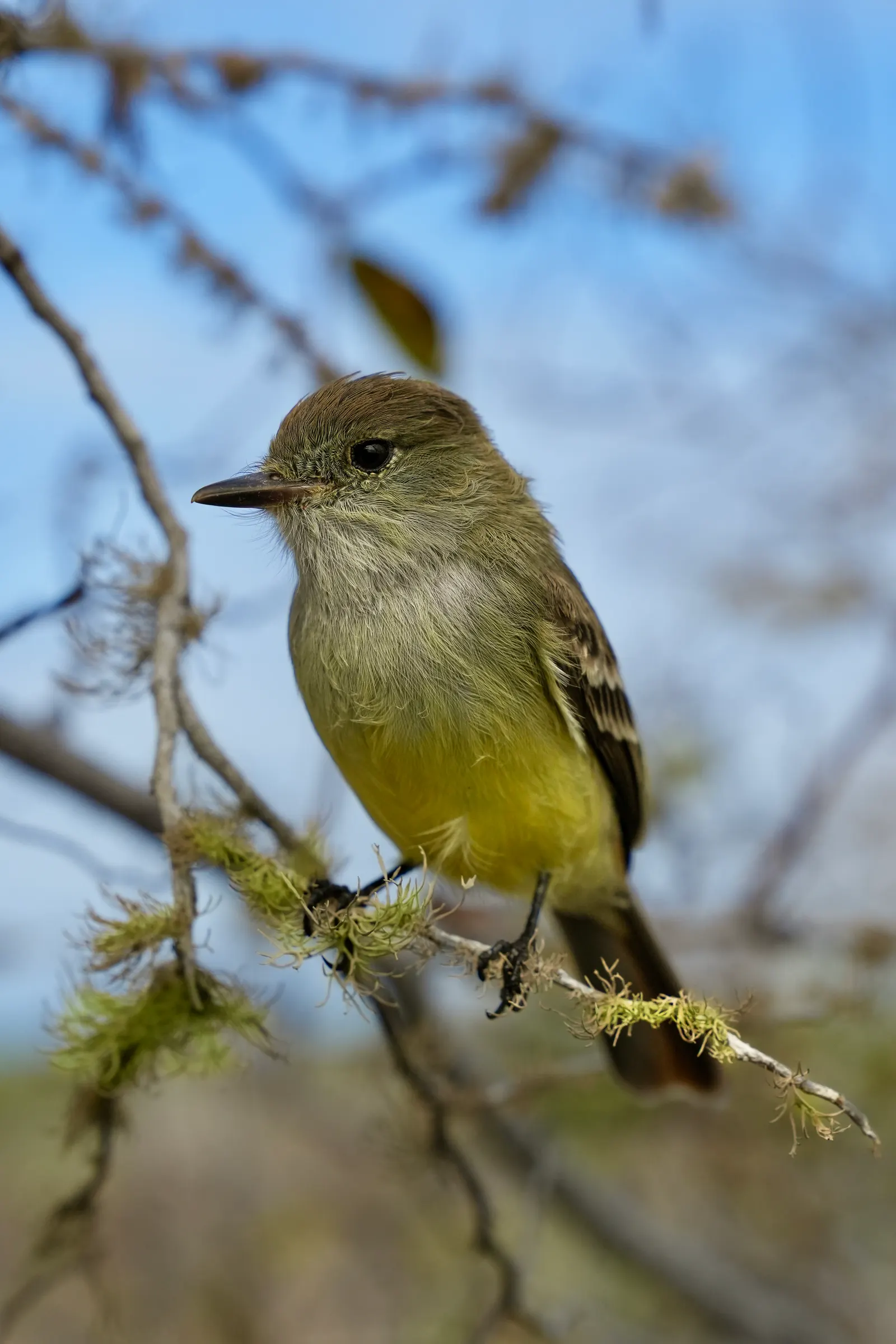 Small yellow-bellied flycatcher perched on a mossy branch