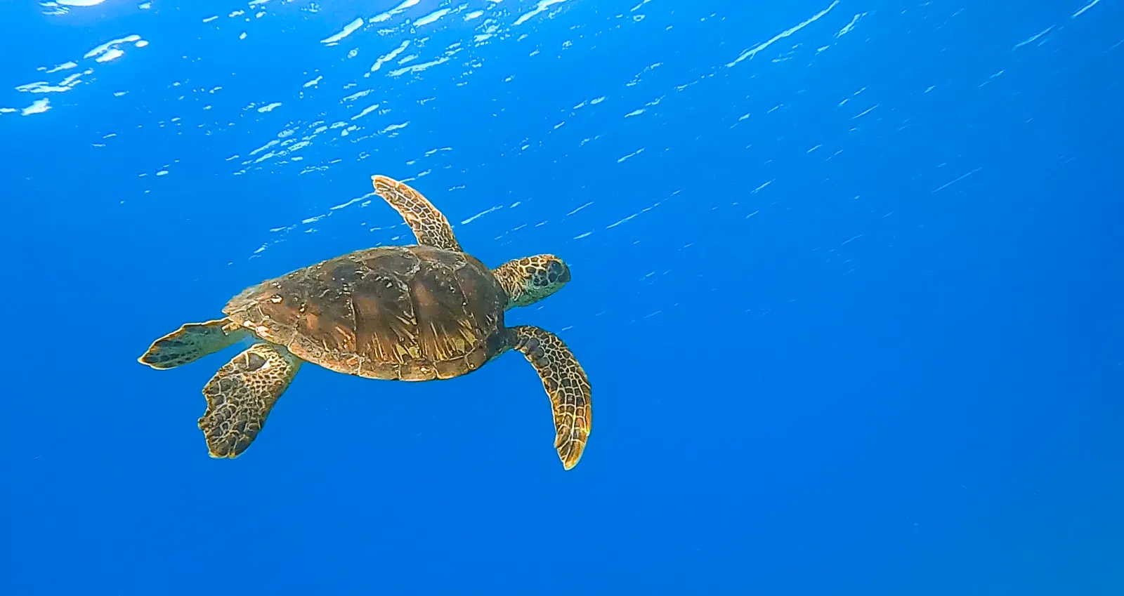 Green sea turtle swimming alone in clear blue water