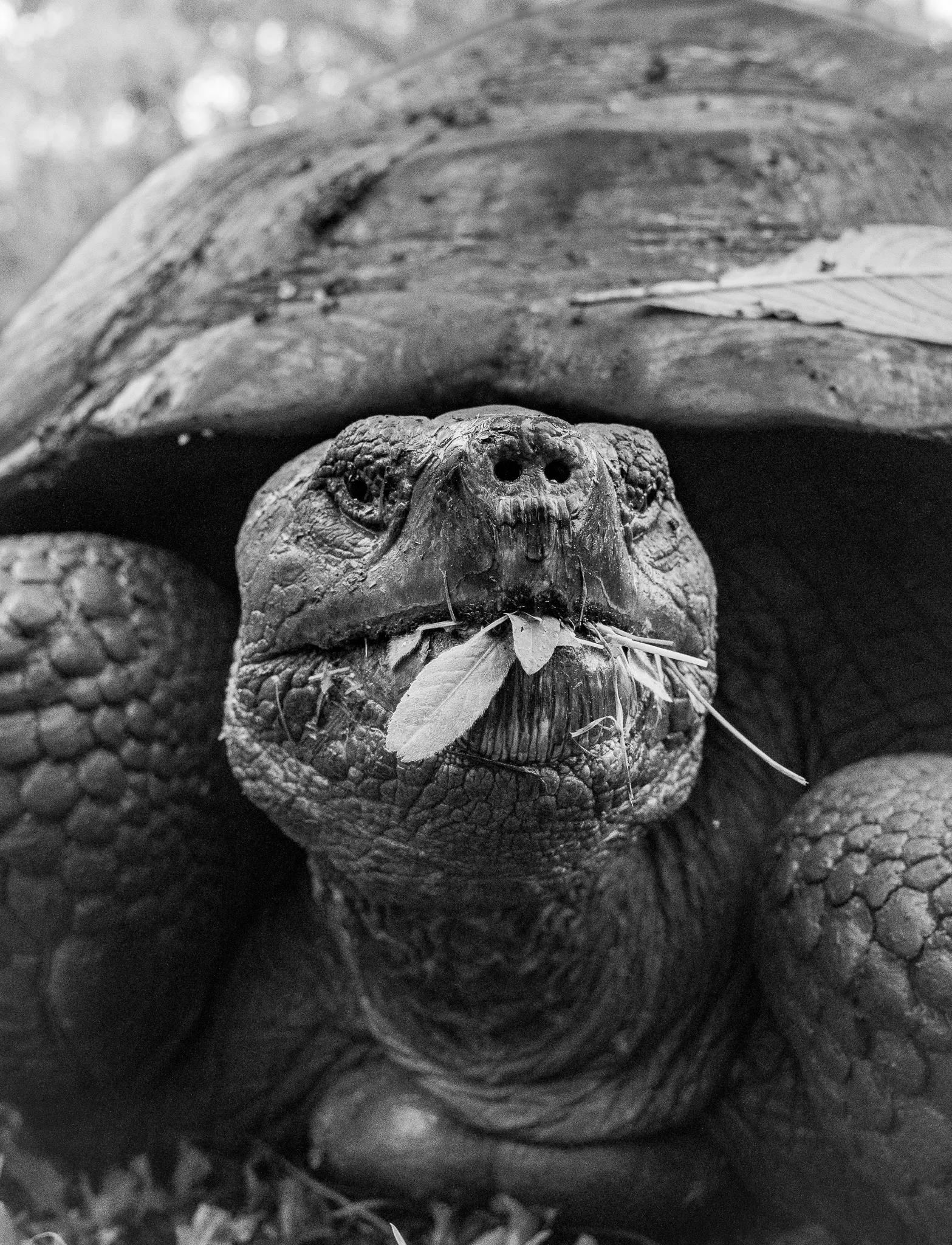 Black and white close-up of a giant tortoise chewing a leaf