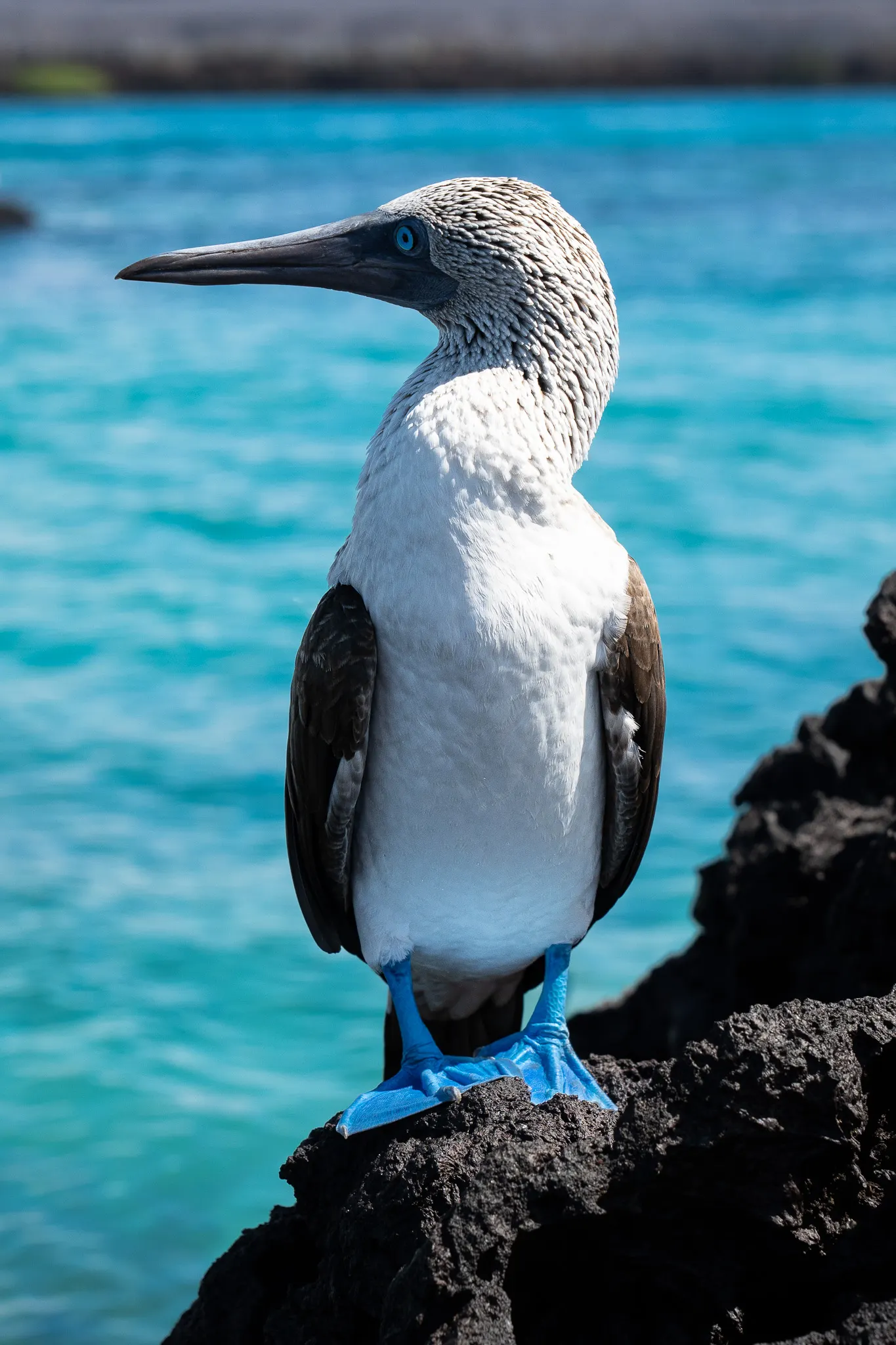 Blue-footed booby in profile on lava rock above turquoise water