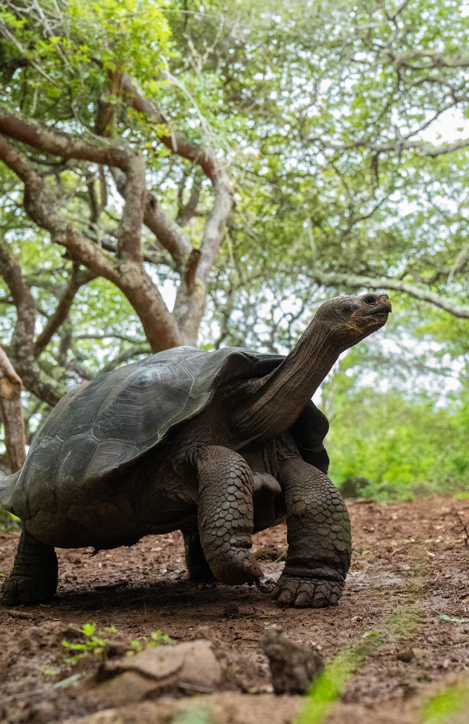 Giant tortoise walking under trees, neck stretched up