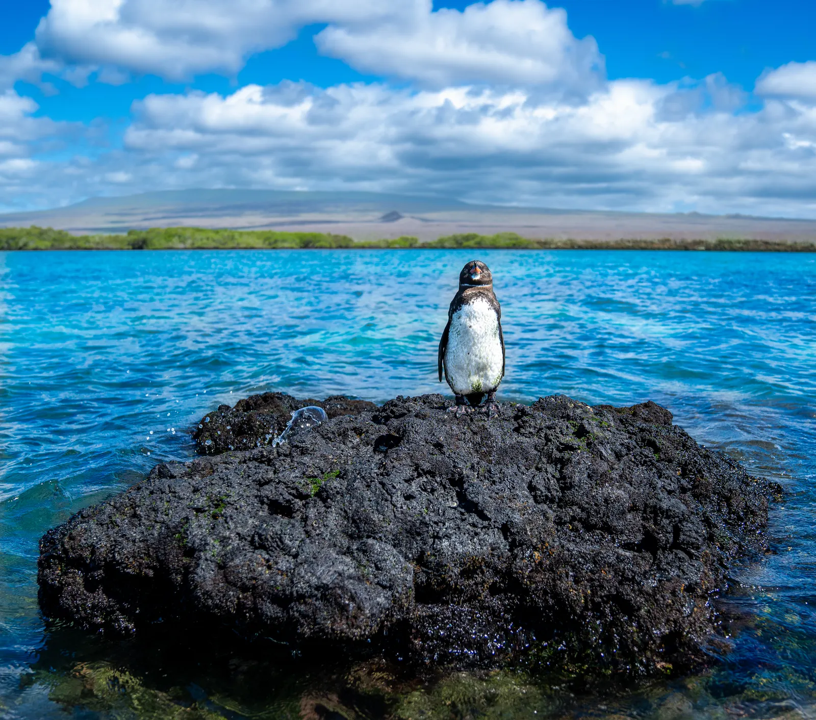 Galápagos penguin standing on a lava rock island in a blue lagoon