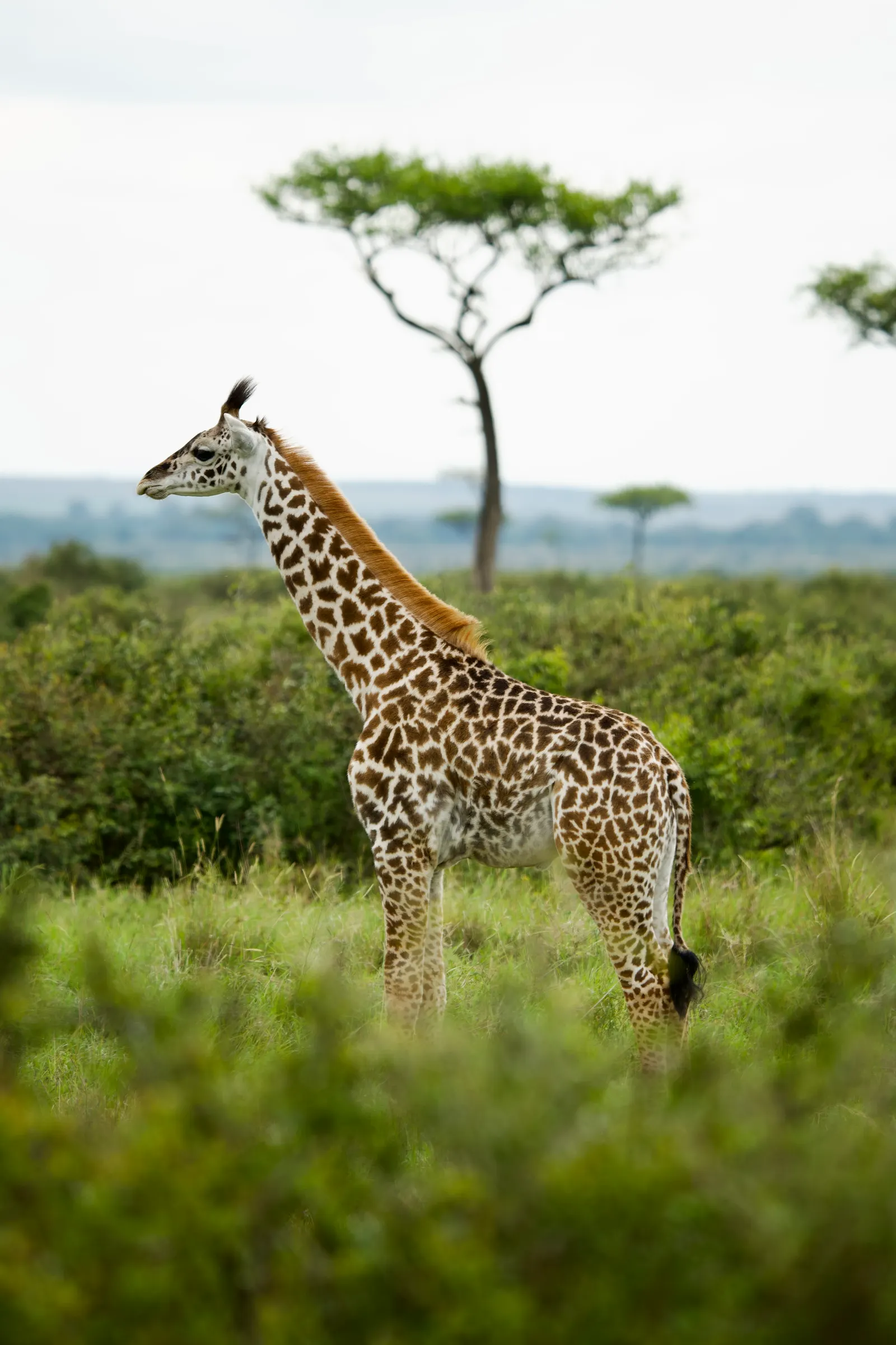 Giraffe standing in green brush with an acacia tree behind