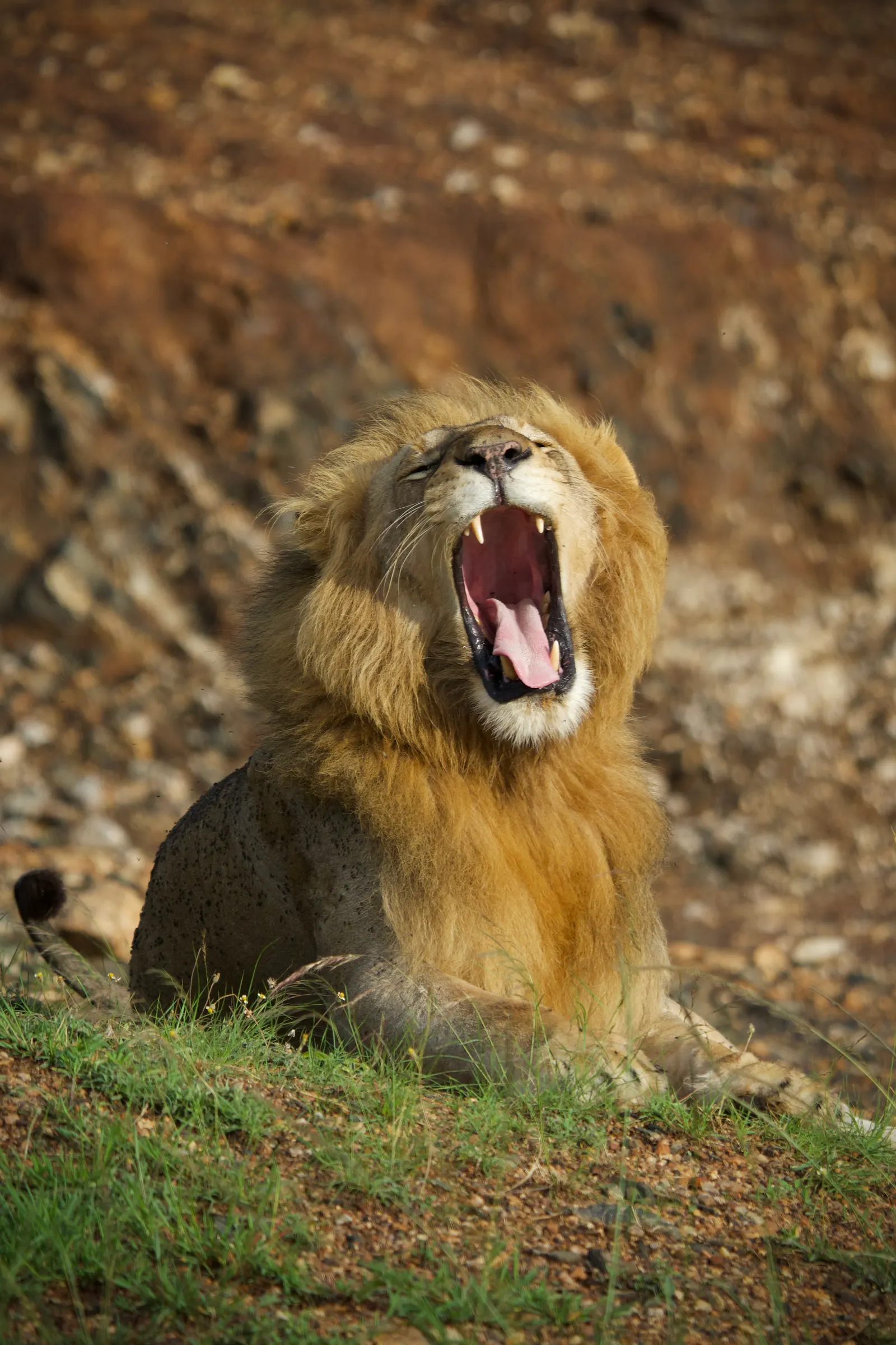 Male lion mid-yawn, lying on a grassy bank