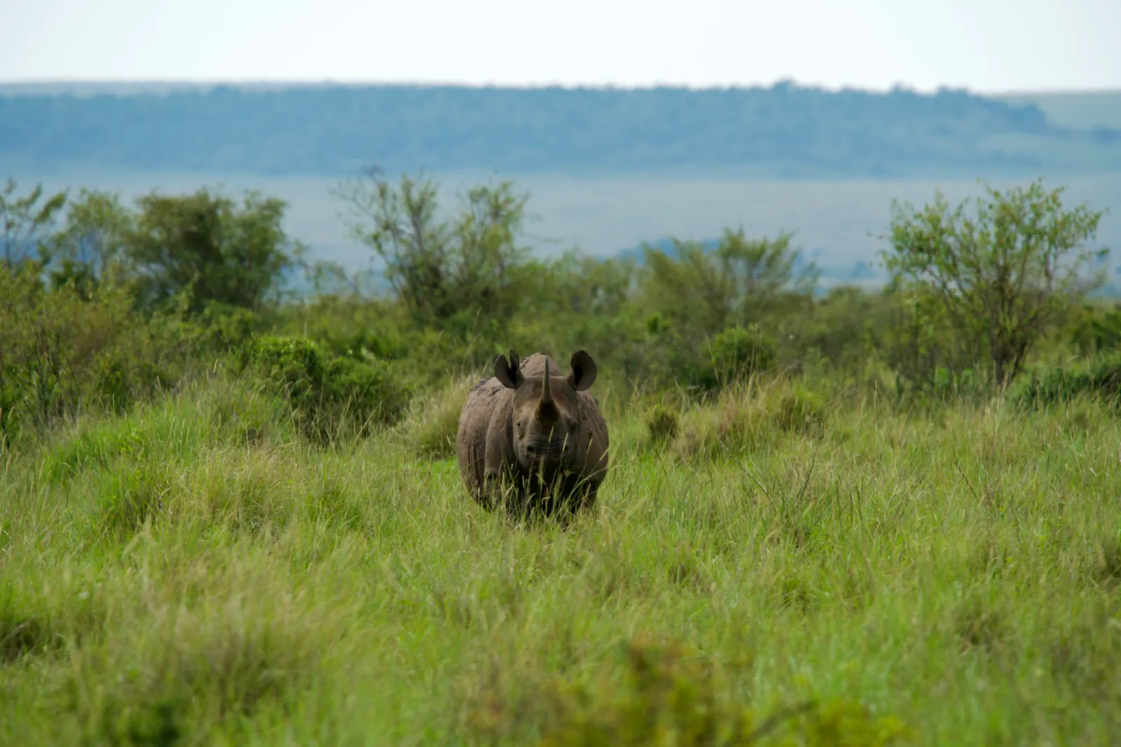 Rhino facing the camera in tall green grass