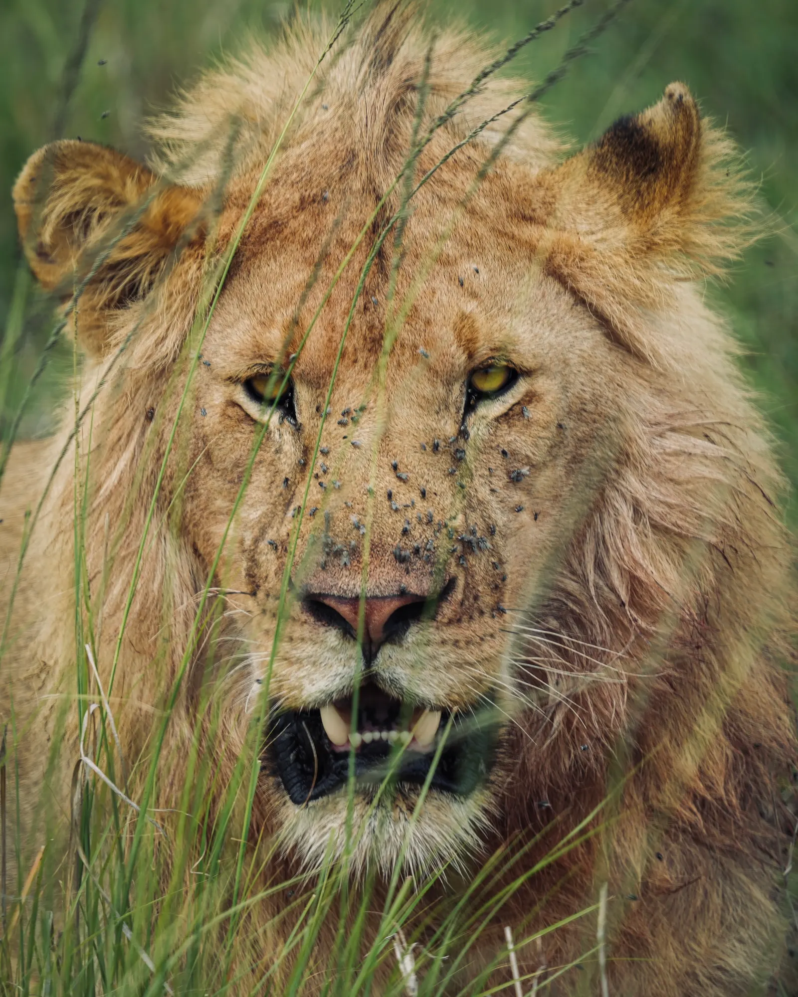 Close-up of a male lion staring through tall grass, flies on his face