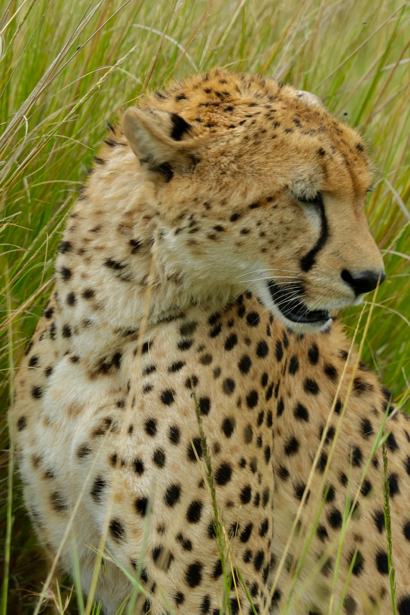 Cheetah sitting in tall grass, head turned to the side