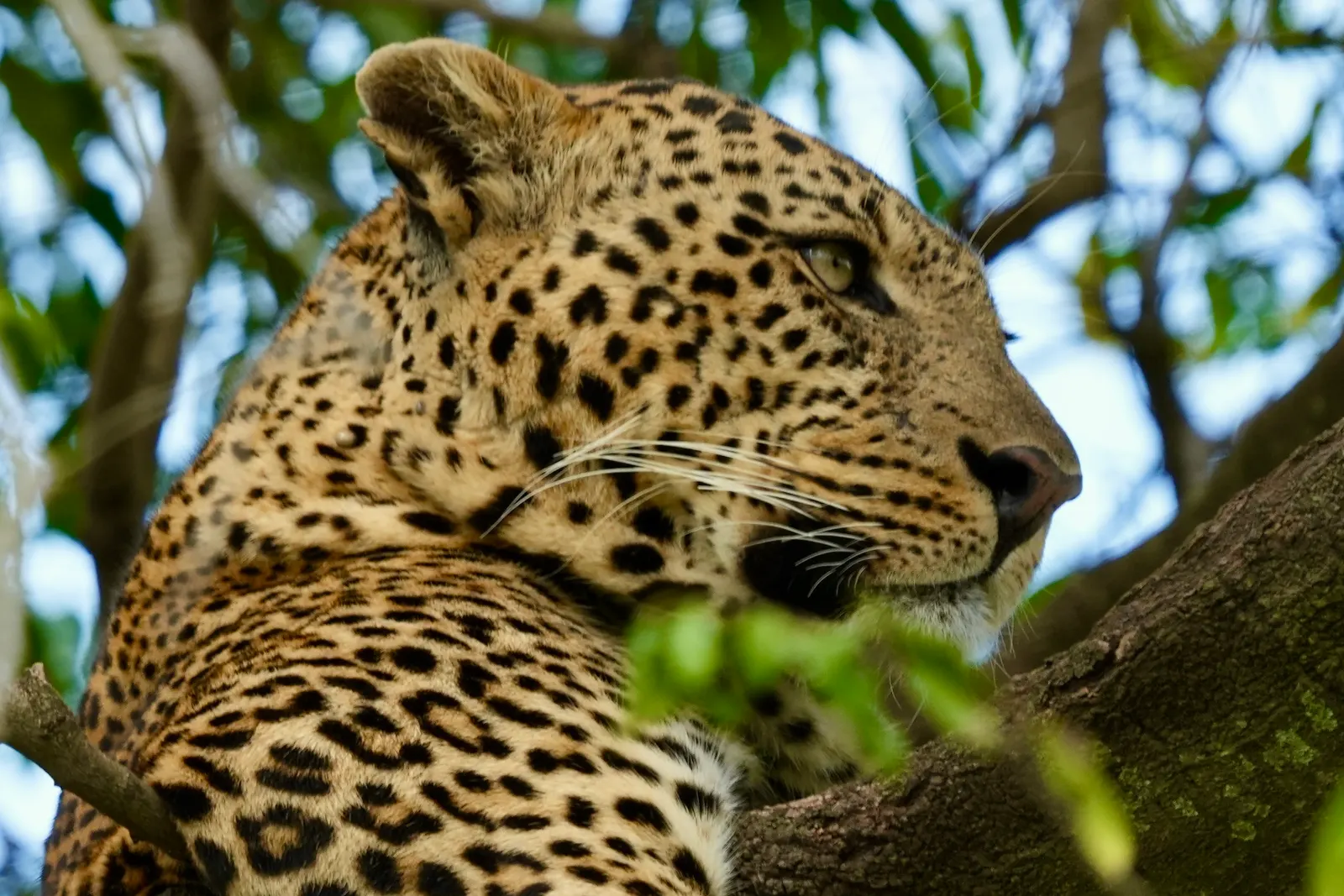 Leopard resting in a tree, looking out over its shoulder