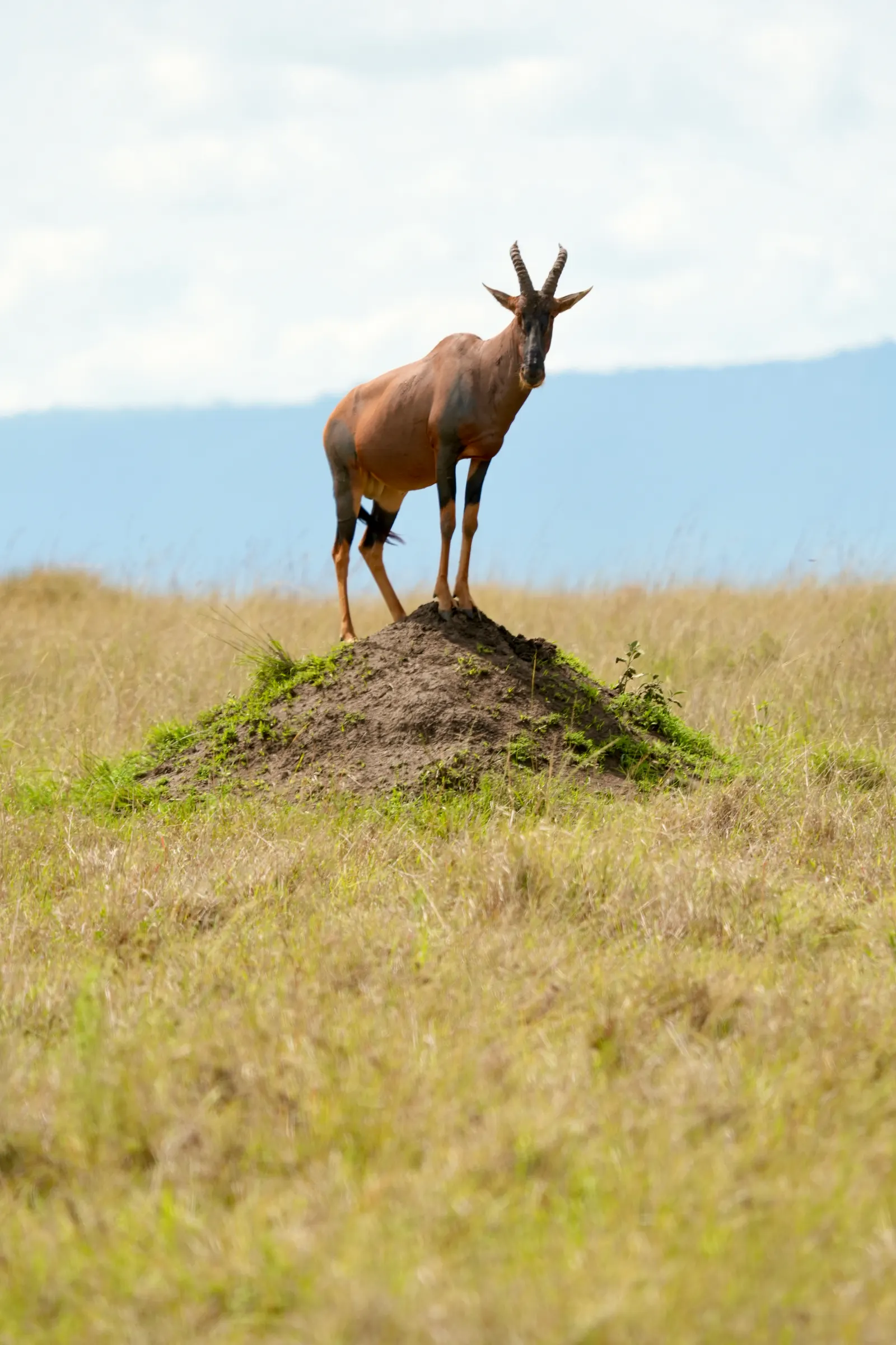 Topi antelope standing on top of a termite mound