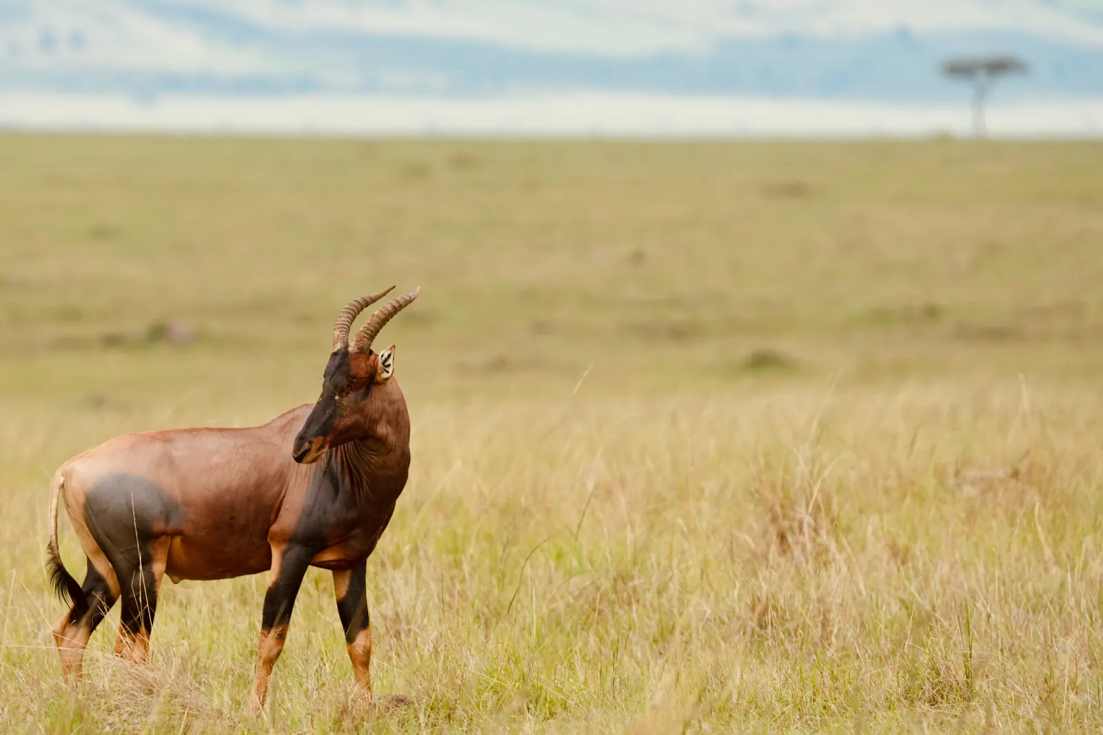 Topi antelope standing in dry golden grassland