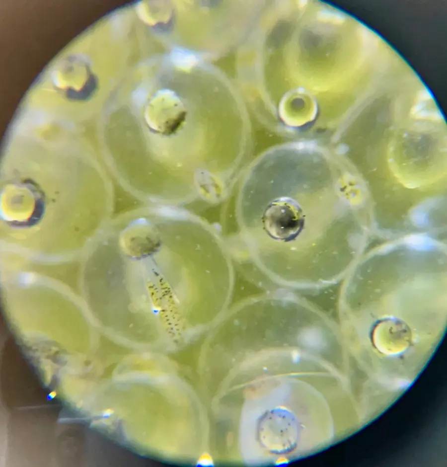Fish eggs seen through a microscope, a larva visible inside one